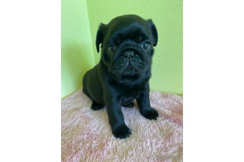 パグの子犬を探す ブリーダーナビ