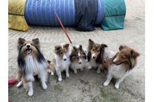 荒木寿子ブリーダー