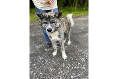 静岡県の秋田犬 男の子 21 11 28生まれ 虎毛 子犬id ブリーダーナビ