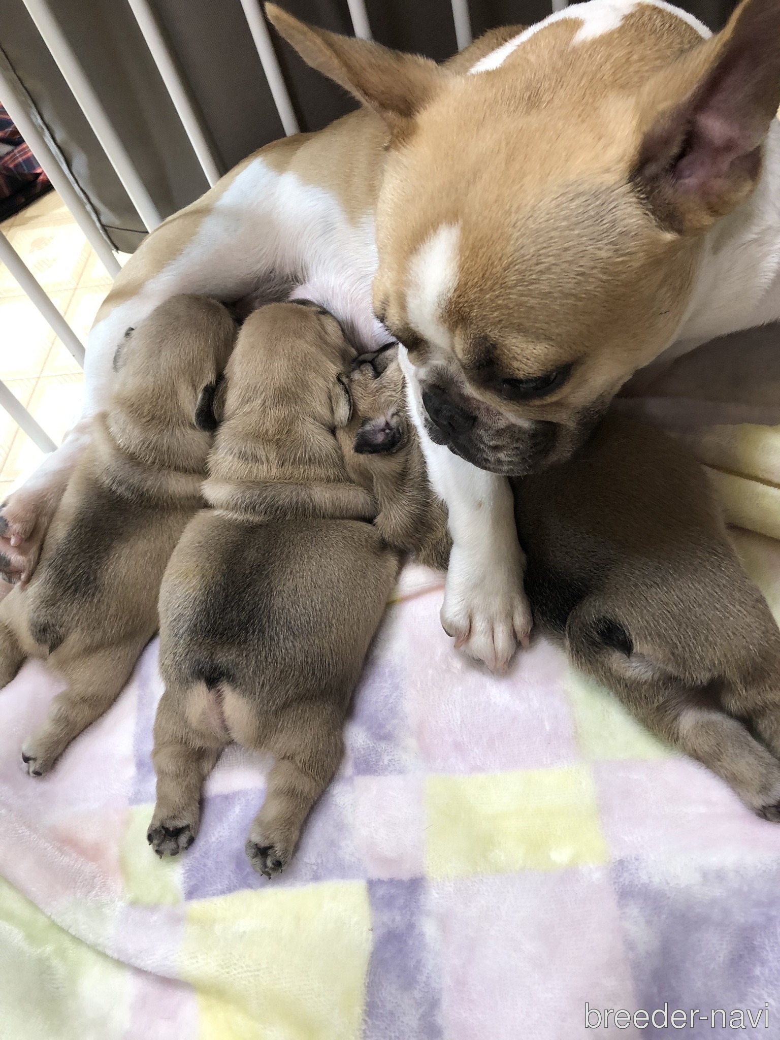 松本ブリーダー