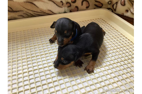 千葉県のトイマンチェスターテリア 男の子 22 05 27生まれ 希少犬 トイマンチェスターテリアの子犬です 愛玩犬での販売となります 繁殖目的での譲渡はできません 子犬id 1843 ブリーダーナビ