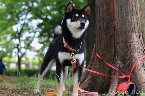 征矢大輝ブリーダーの詳細の1枚目