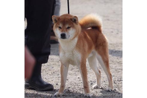 西川亜紀ブリーダーの詳細の1枚目