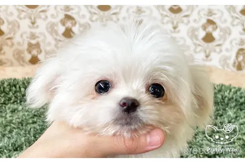 愛知県のミックス チワマル チワワ マルチーズ 男の子 22 03 02生まれ クリーム 子犬id ブリーダーナビ 愛知県のミックス チワマル チワワ マルチーズ 男の子 22 03 02生まれ クリーム 子犬id ブリーダーナビ