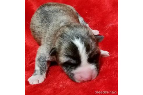 北海道の秋田犬 女の子 22 06 21生まれ 虎毛 子犬id ブリーダーナビ