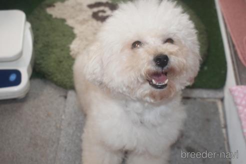 販売中のミックス犬の親犬