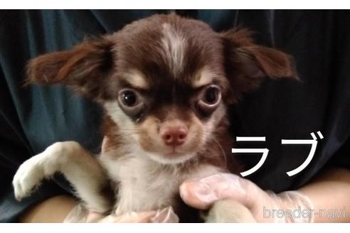 販売中のチワワ(ロングコート)の親犬