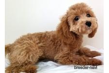 ♀︎マルプー:マルチーズ×トイプードル