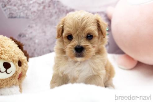栃木県のミックス マルプー マルチーズ トイプードル 男の子 22 05 13生まれ 人気なミックス犬 マルプーです 子犬id ブリーダーナビ 栃木県のミックス マルプー マルチーズ トイプードル 男の子 22 05 13生まれ 人気なミックス犬 マルプーです 子犬id ブリーダーナビ