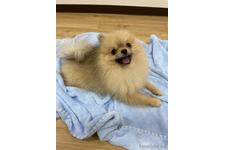 田 千怜ブリーダー