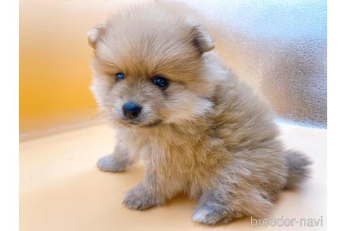 東京都のポメラニアン 女の子 22 04 29生まれ オレンジ 子犬id ブリーダーナビ