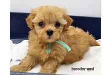 ♀︎マルプー:マルチーズ×トイプードル