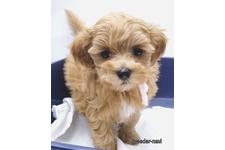 ♀︎マルプー:マルチーズ×トイプードル