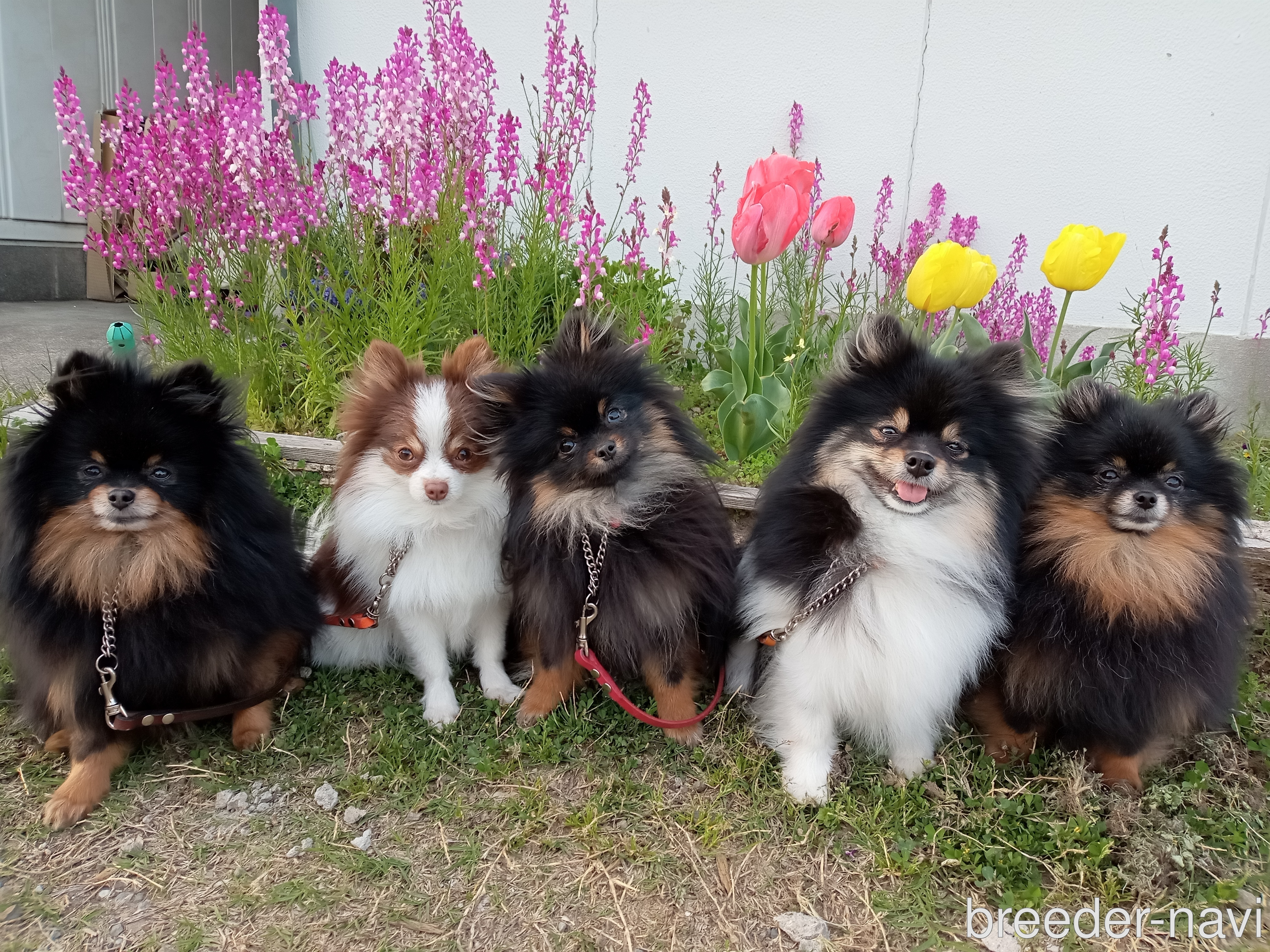 吉田ブリーダー