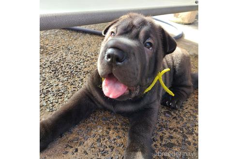 岡山県のシャーペイ 男の子 22 05 04生まれ 超希少犬シャーペイの仔犬 子犬id ブリーダーナビ