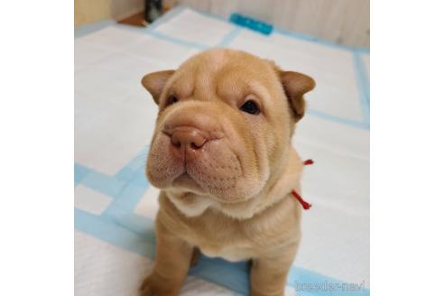 岡山県のシャーペイ 女の子 22 05 04生まれ 超希少犬シャーペイの仔犬 子犬id ブリーダーナビ