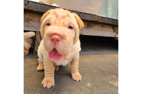 シャーペイの子犬を探す ブリーダーナビ