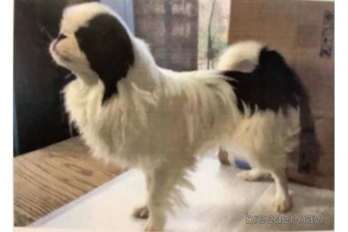 販売中の狆 (チン)の親犬