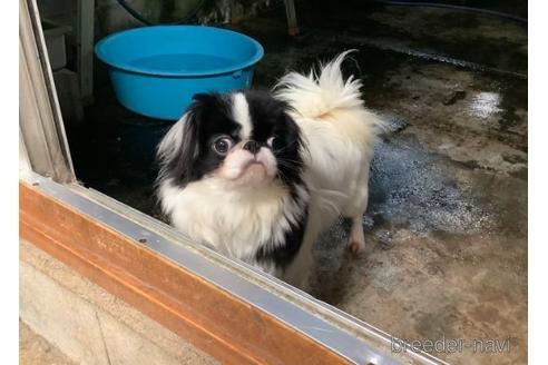 販売中の狆 (チン)の親犬