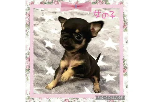 静岡県のチワワ スムースコート 女の子 22 05 27生まれ 白色 子犬id ブリーダーナビ