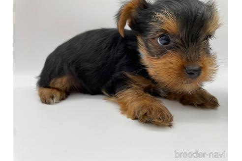 30万円以下のヨークシャーテリアの子犬を探す ブリーダーナビ