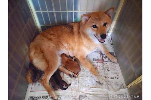 販売中の柴犬の親犬