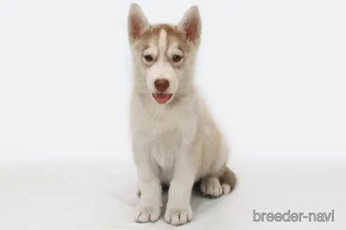 シベリアンハスキーの子犬を探す ブリーダーナビ