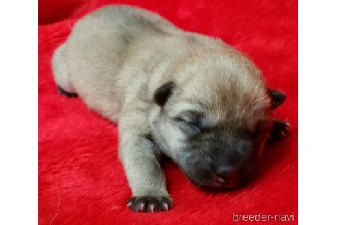 北海道犬の子犬を探す ブリーダーナビ