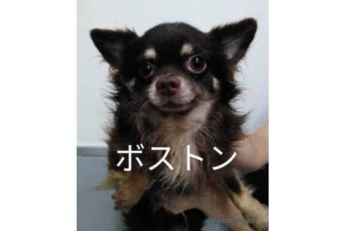 販売中のチワワ(ロングコート)の親犬
