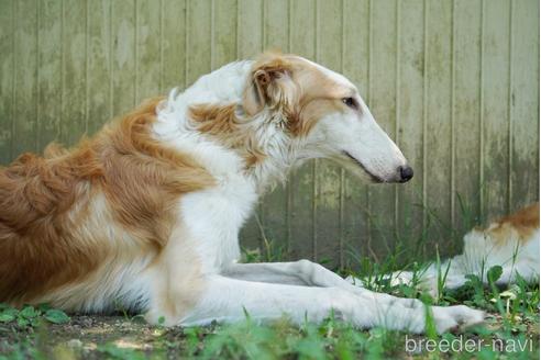 ボルゾイの子犬を探す ブリーダーナビ