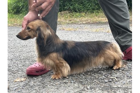 販売中のミニチュアダックスフンド(ロングヘアード)の親犬