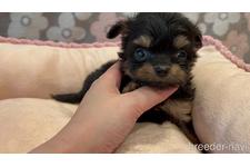 ♀︎チワプー:チワワ×トイプードル