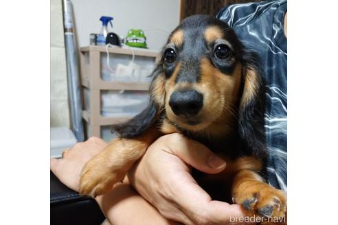 兵庫県のミニチュアダックスフンド ロングヘアード 女の子 22 03 30生まれ 可愛い ブラックタンちゃん 子犬id ブリーダーナビ