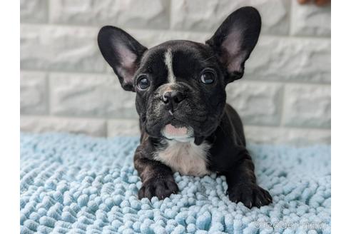 愛知県のフレンチブルドッグ 男の子 22 05 13生まれ 可愛い男の子です 子犬id ブリーダーナビ