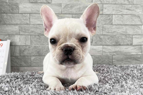 フレンチブルドッグの子犬を探す ブリーダーナビ