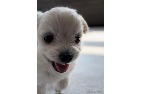 福岡県のチワプー 女の子 22 06 04生まれ チワプーちゃん 子犬id ブリーダーナビ