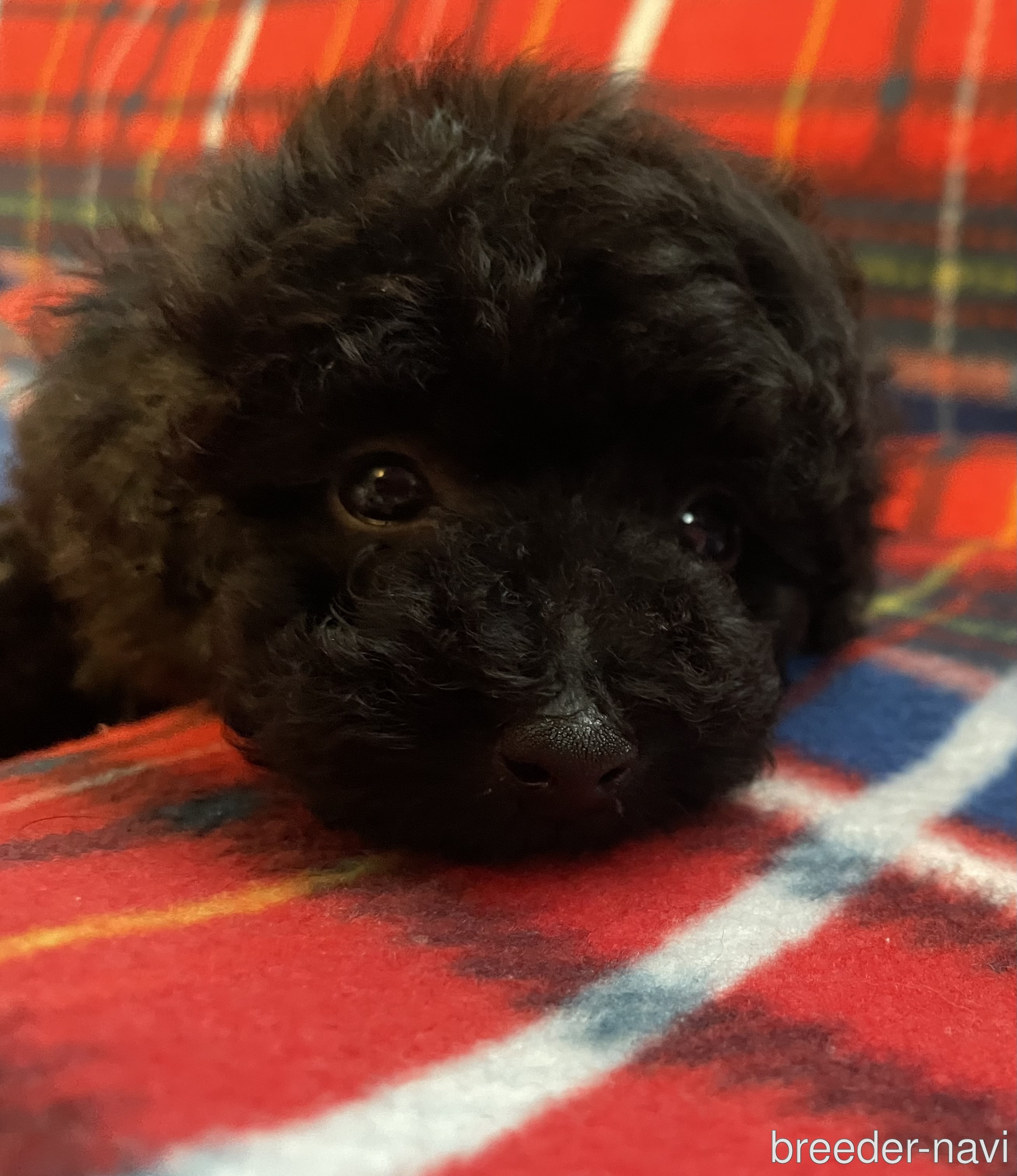 吉田ブリーダー