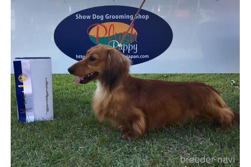 販売中のミニチュアダックスフンド(ロングヘアード)の親犬