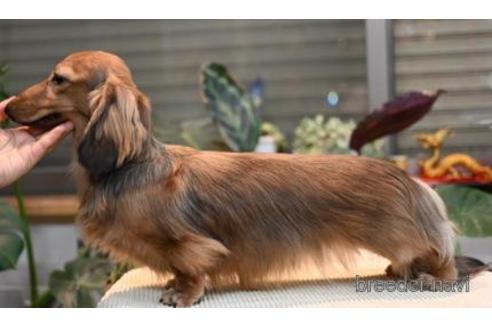 販売中のミニチュアダックスフンド(ロングヘアード)の親犬