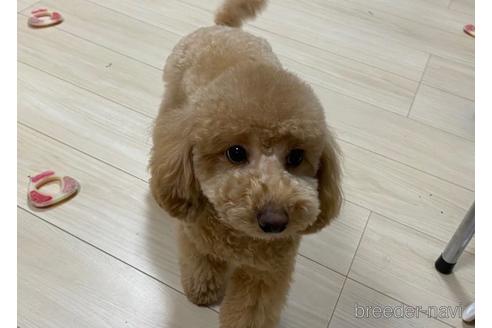 販売中のトイプードルの親犬