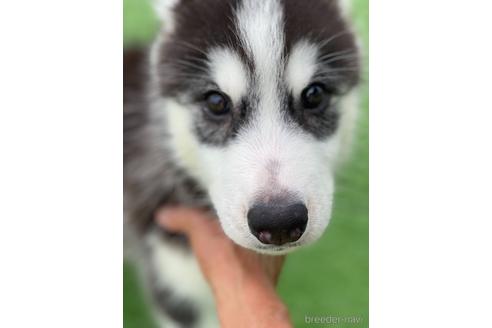静岡県のシベリアンハスキー 男の子 22 05 09生まれ 大人しい子です 子犬id 1522 ブリーダーナビ
