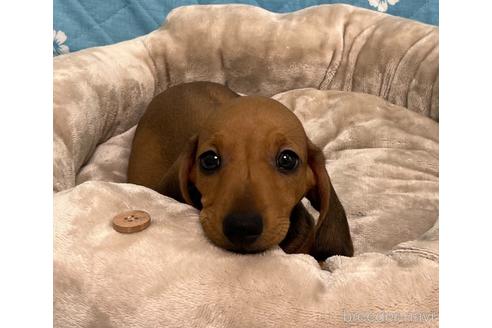 東京都のミニチュアダックスフンド スムース ヘアード 男の子 22 05 19生まれ 色素の濃いショウドッグです 子犬id ブリーダーナビ 東京都のミニチュアダックスフンド スムース ヘアード 男の子 22 05 19生まれ 色素の濃いショウドッグです 子犬id ブリーダーナビ