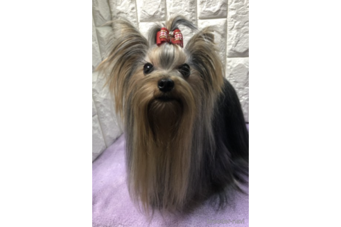 販売中のヨークシャーテリアの親犬