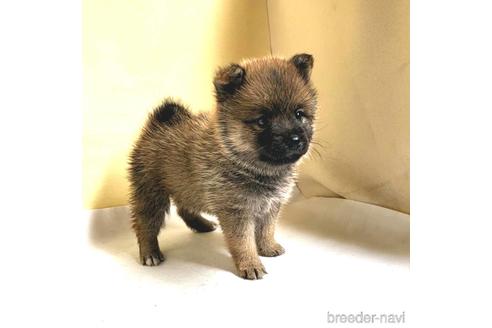 茨城県のミックス犬 女の子 22 06 08生まれ 赤色 子犬id ブリーダーナビ 茨城県のミックス犬 女の子 22 06 08生まれ 赤色 子犬id ブリーダーナビ