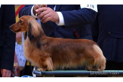 販売中のカニンヘンダックスフンド(ロングヘアード)の父親