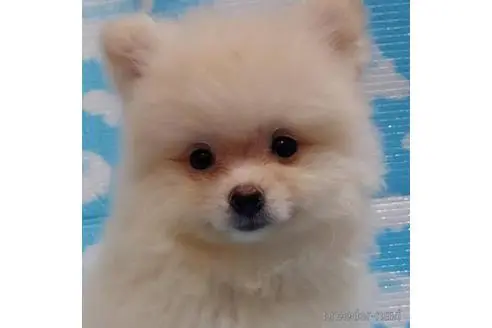 白ポメ 白のポメラニアン の子犬を探す ブリーダーナビ