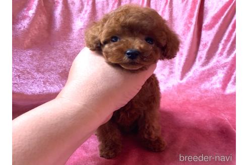 30万円以下のティーカッププードルの子犬を探す ブリーダーナビ