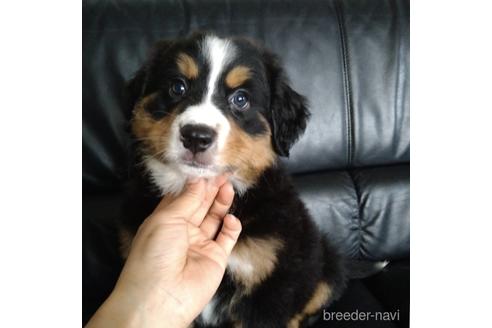 ブラック 黒 のバーニーズマウンテンドッグの子犬を探す ブリーダーナビ