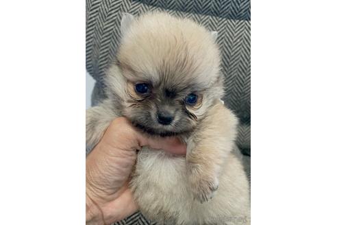 群馬県のミックス ポメチワ ポメラニアン チワワ 男の子 22 05 31生まれ オレンジ 子犬id 1718 ブリーダーナビ