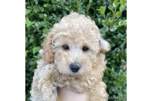 福岡県のトイプードル 男の子 22 05 19生まれ クリーム 子犬id ブリーダーナビ 福岡県のトイプードル 男の子 22 05 19生まれ クリーム 子犬id ブリーダーナビ